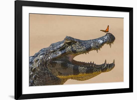 Yacare caiman (Caiman yacare) with butterfly on snout, Cuiaba River, Pantanal, Brazil-Jeff Foott-Framed Photographic Print