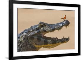 Yacare caiman (Caiman yacare) with butterfly on snout, Cuiaba River, Pantanal, Brazil-Jeff Foott-Framed Photographic Print