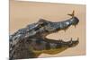 Yacare caiman (Caiman yacare) with butterfly on snout, Cuiaba River, Pantanal, Brazil-Jeff Foott-Mounted Photographic Print