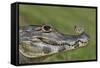 Yacare Caiman (Caiman Yacare) With Butterfly (Paulogramma Pyracmon) Resting On Its Snout-Angelo Gandolfi-Framed Stretched Canvas