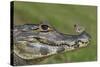 Yacare Caiman (Caiman Yacare) With Butterfly (Paulogramma Pyracmon) Resting On Its Snout-Angelo Gandolfi-Stretched Canvas