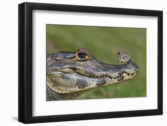 Yacare Caiman (Caiman Yacare) With Butterfly (Paulogramma Pyracmon) Resting On Its Snout-Angelo Gandolfi-Framed Photographic Print