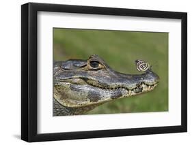 Yacare Caiman (Caiman Yacare) With Butterfly (Paulogramma Pyracmon) Resting On Its Snout-Angelo Gandolfi-Framed Photographic Print