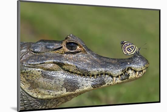 Yacare Caiman (Caiman Yacare) With Butterfly (Paulogramma Pyracmon) Resting On Its Snout-Angelo Gandolfi-Mounted Photographic Print