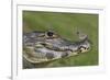 Yacare Caiman (Caiman Yacare) With Butterfly (Paulogramma Pyracmon) Resting On Its Snout-Angelo Gandolfi-Framed Photographic Print