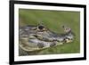 Yacare Caiman (Caiman Yacare) With Butterfly (Paulogramma Pyracmon) Resting On Its Snout-Angelo Gandolfi-Framed Photographic Print