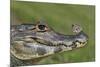 Yacare Caiman (Caiman Yacare) With Butterfly (Paulogramma Pyracmon) Resting On Its Snout-Angelo Gandolfi-Mounted Photographic Print