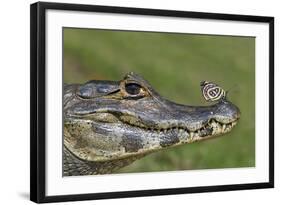 Yacare Caiman (Caiman Yacare) With Butterfly (Paulogramma Pyracmon) Resting On Its Snout-Angelo Gandolfi-Framed Photographic Print