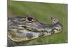 Yacare Caiman (Caiman Yacare) With Butterfly (Paulogramma Pyracmon) Resting On Its Snout-Angelo Gandolfi-Mounted Photographic Print