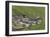 Yacare Caiman (Caiman Yacare) With Butterfly (Paulogramma Pyracmon) Resting On Its Snout-Angelo Gandolfi-Framed Photographic Print