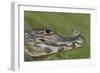 Yacare Caiman (Caiman Yacare) With Butterfly (Paulogramma Pyracmon) Resting On Its Snout-Angelo Gandolfi-Framed Photographic Print