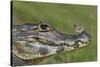 Yacare Caiman (Caiman Yacare) With Butterfly (Paulogramma Pyracmon) Resting On Its Snout-Angelo Gandolfi-Stretched Canvas