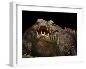 Yacare Caiman (Caiman Yacare) With Mouth Open To Keep Cool, Pantanal, Brazil-Angelo Gandolfi-Framed Photographic Print