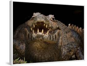 Yacare Caiman (Caiman Yacare) With Mouth Open To Keep Cool, Pantanal, Brazil-Angelo Gandolfi-Framed Photographic Print