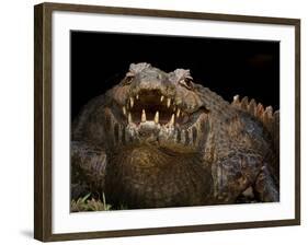 Yacare Caiman (Caiman Yacare) With Mouth Open To Keep Cool, Pantanal, Brazil-Angelo Gandolfi-Framed Photographic Print