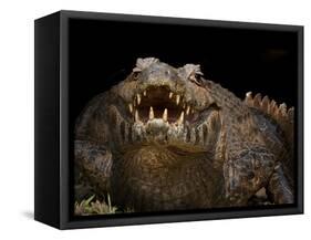 Yacare Caiman (Caiman Yacare) With Mouth Open To Keep Cool, Pantanal, Brazil-Angelo Gandolfi-Framed Stretched Canvas