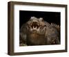 Yacare Caiman (Caiman Yacare) With Mouth Open To Keep Cool, Pantanal, Brazil-Angelo Gandolfi-Framed Photographic Print