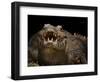 Yacare Caiman (Caiman Yacare) With Mouth Open To Keep Cool, Pantanal, Brazil-Angelo Gandolfi-Framed Photographic Print