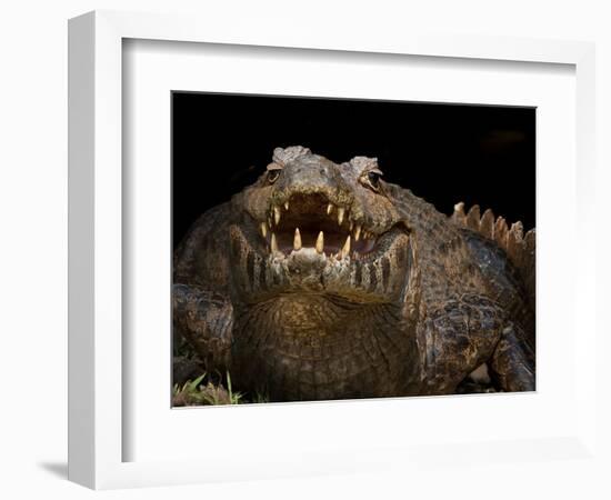 Yacare Caiman (Caiman Yacare) With Mouth Open To Keep Cool, Pantanal, Brazil-Angelo Gandolfi-Framed Photographic Print