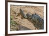 Yacare caiman feeding on Amazon sailfin catfish, Cuiaba River, Pantanal, Brazil-Jeff Foott-Framed Photographic Print