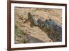 Yacare caiman feeding on Amazon sailfin catfish, Cuiaba River, Pantanal, Brazil-Jeff Foott-Framed Photographic Print