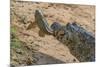 Yacare caiman feeding on Amazon sailfin catfish, Cuiaba River, Pantanal, Brazil-Jeff Foott-Mounted Photographic Print