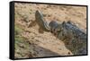 Yacare caiman feeding on Amazon sailfin catfish, Cuiaba River, Pantanal, Brazil-Jeff Foott-Framed Stretched Canvas