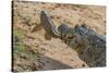 Yacare caiman feeding on Amazon sailfin catfish, Cuiaba River, Pantanal, Brazil-Jeff Foott-Stretched Canvas