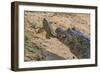 Yacare caiman feeding on Amazon sailfin catfish, Cuiaba River, Pantanal, Brazil-Jeff Foott-Framed Photographic Print