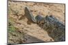 Yacare caiman feeding on Amazon sailfin catfish, Cuiaba River, Pantanal, Brazil-Jeff Foott-Mounted Photographic Print