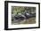 Yacare caiman group basking, mouths open to keep cool, Pantanal, Brazil-Jeff Foott-Framed Photographic Print