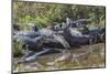 Yacare caiman group basking, mouths open to keep cool, Pantanal, Brazil-Jeff Foott-Mounted Photographic Print