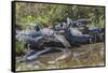 Yacare caiman group basking, mouths open to keep cool, Pantanal, Brazil-Jeff Foott-Framed Stretched Canvas