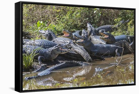 Yacare caiman group basking, mouths open to keep cool, Pantanal, Brazil-Jeff Foott-Framed Stretched Canvas