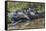 Yacare caiman group basking, mouths open to keep cool, Pantanal, Brazil-Jeff Foott-Framed Stretched Canvas