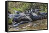 Yacare caiman group basking, mouths open to keep cool, Pantanal, Brazil-Jeff Foott-Framed Stretched Canvas