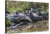 Yacare caiman group basking, mouths open to keep cool, Pantanal, Brazil-Jeff Foott-Stretched Canvas