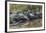 Yacare caiman group basking, mouths open to keep cool, Pantanal, Brazil-Jeff Foott-Framed Photographic Print