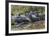 Yacare caiman group basking, mouths open to keep cool, Pantanal, Brazil-Jeff Foott-Framed Photographic Print