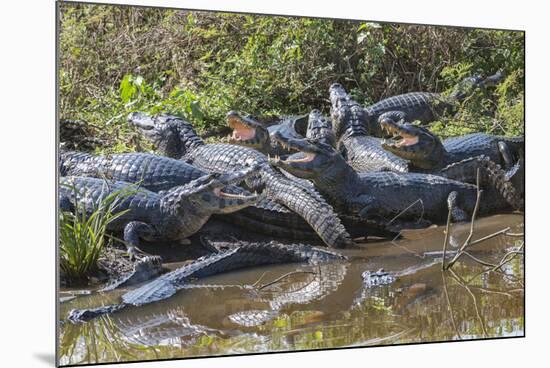 Yacare caiman group basking, mouths open to keep cool, Pantanal, Brazil-Jeff Foott-Mounted Photographic Print