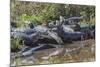 Yacare caiman group basking, mouths open to keep cool, Pantanal, Brazil-Jeff Foott-Mounted Photographic Print