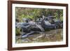 Yacare caiman group basking, mouths open to keep cool, Pantanal, Brazil-Jeff Foott-Framed Photographic Print