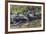 Yacare caiman group basking, mouths open to keep cool, Pantanal, Brazil-Jeff Foott-Framed Photographic Print