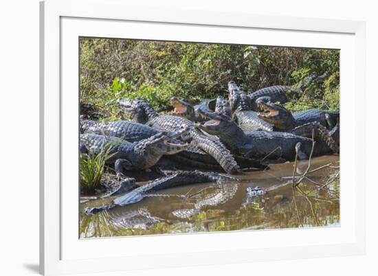 Yacare caiman group basking, mouths open to keep cool, Pantanal, Brazil-Jeff Foott-Framed Photographic Print