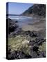 Yachats, Cape Cove, Cape Perpetua Scenic Area, Oregon, USA-Connie Ricca-Stretched Canvas