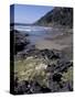 Yachats, Cape Cove, Cape Perpetua Scenic Area, Oregon, USA-Connie Ricca-Stretched Canvas