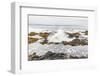 Yachats, Oregon, USA. Thor's Well on the Oregon coast.-Emily Wilson-Framed Photographic Print