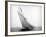 Yacht Columbia Sailing-Bettmann-Framed Photographic Print