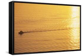 Yacht on Elliott Bay at Sunset-Paul Souders-Framed Stretched Canvas