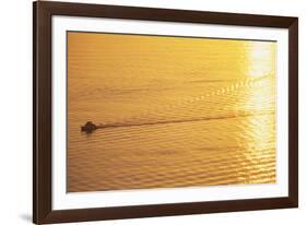 Yacht on Elliott Bay at Sunset-Paul Souders-Framed Photographic Print